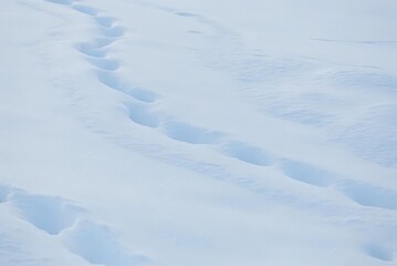 Winter Wonderland Footprints in Pristine Snow Snow Tracks Snowy Landscape