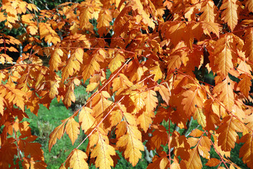 Sunlit Goldenrain tree leaves in Autumn, Derbyshire England

