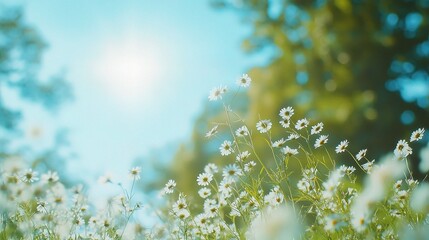 Beautiful Blurred Spring Background with Blooming Chamomiles