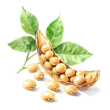 Naklejki A watercolor vector painting of Soybean, isolated on a white background. Soybean vector.  