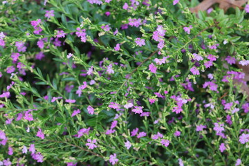 Obraz premium Pink flowers