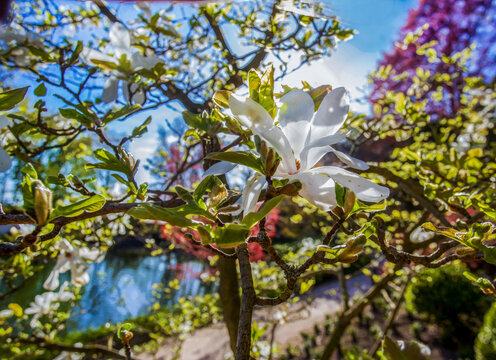 Amazing landscape with white magnolia flowers abd trees with red leaves (unusual)