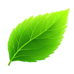 Green leaf with detailed veins on white isolate background.