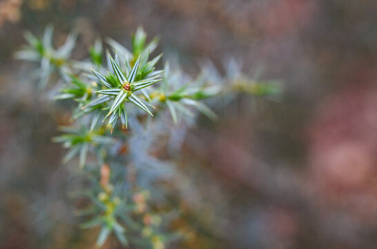 Beautiful close-up of juniperus oxycedrus