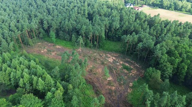 Cut and stacked logs in a forest, aerial shot