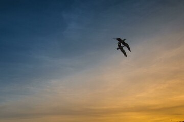 Birds flying high in blue sky at dusk
