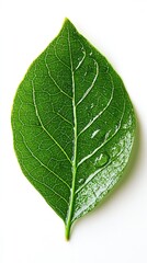 Obraz premium Fresh Green Leaf on White Background Isolated for Natural Design