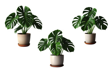 Fototapeta premium Monstera Deliciosa Plant In Pot With Soft Smooth Texture