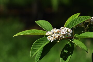 Branch with green leaves and white flowers of Cotoneaster frigidus cornubia, in the summer garden.