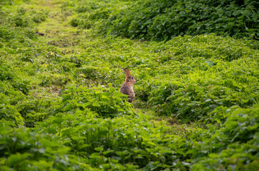 wild hare