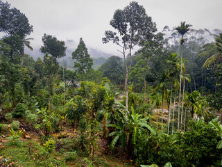 Vegetation and trees along the Muthirapuzha River near Munnar, Idukki District, Kerala.