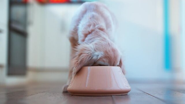 Pet Golden Retriever Puppy Running Into Room And Eating Food From Bowl At Home In Slow Motion