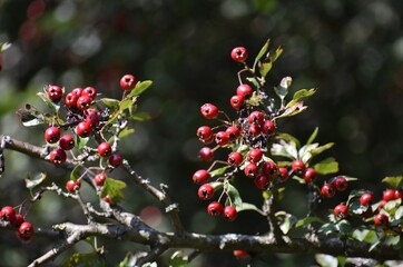 Obraz premium Branches with red berries of Hawthorn or Crataegus monogyna.