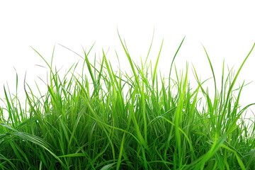 Obraz premium Lush spring green grass with fresh blades, showcasing vibrant color and natural texture.