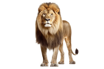 Obraz premium Majestic lion standing proudly, showcasing its golden mane and powerful physique, with piercing amber eyes gazing into the distance