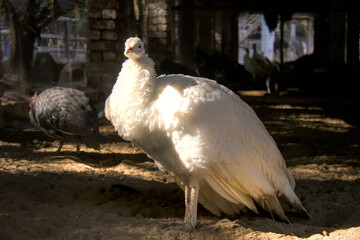 Young White Peacock in Sunlit Aviary