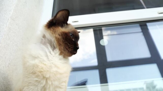 Playful siamese cat leaping and climbing near window in bright sun exposure.