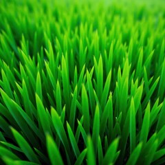 Fototapeta premium Lush green grass texture, vibrant emerald hue, grass, natural, healthy