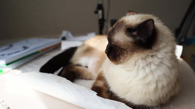 Calm siamese cat lounging comfortably on a sunny desk with soft shadows.