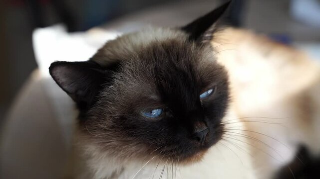 Fluffy siamese cat relaxing in sunlight with bright blue eyes and soft fur in closeup sequence.