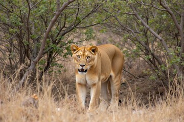Fototapeta premium Mystical Lioness in the Wild