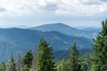 Mountains ranges in the Carpathians. Hills, forest and meadows. Green valley Ukraine. Pines trees