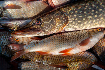 Lots of different fish caught in the boat. Fishing on the river in a boat, a big catch of fishermen. Fishing with spinning and nets, a male hobby. Commercial fishing.