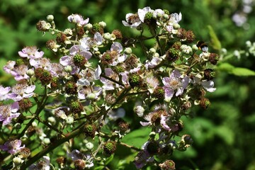 Branches with flowers and unripe fruits of Himalayan Blackberry or Rubus Armeniacus.
