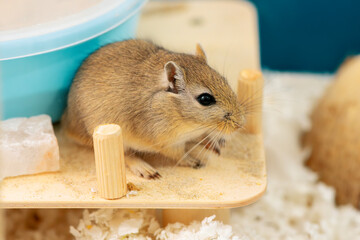 Adult gerbil is in a rodent cage, side view