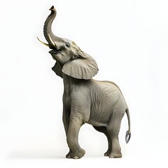 Obraz premium Majestic African Elephant Standing on Hindlegs with Trunk Reaching Up Against Soft White Background