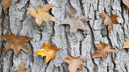 Fototapeta premium Autumn Leaves on Tree Bark Texture Background