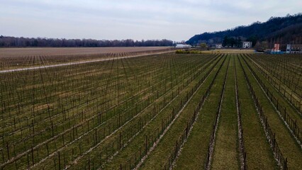 Winter vineyard with bare grapevines, revealing the support structures in neat, symmetrical rows under a cloudy sky near a rural landscape.