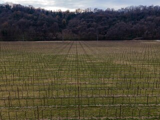 Symmetrical winter vineyard with bare grapevines and visible support structures, stretching evenly across the field beneath a cloudy sky near a forested hillside.