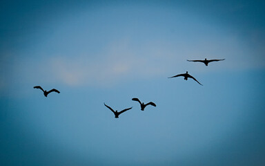 flock of birds in flight with blue sky