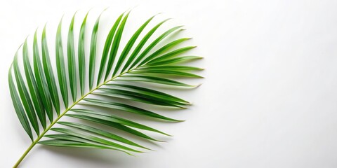 Fototapeta premium Crisp, high-resolution PNG: a single palm leaf on white. Ideal for tropical designs; digital download with clipping path.