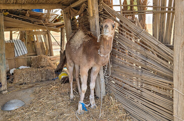 Young camel tied in a traditional wooden shelter in a desert setting..