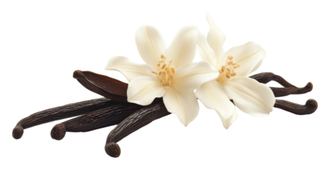 Vanilla beans and flowers on transparent background, composition showcasing aromatic spices and natural beauty