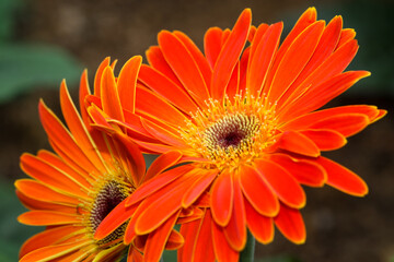 Orange gerbera daisy flower in macro details