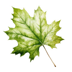 Fototapeta premium Sycamore Leaf Clipart Vector Illustration