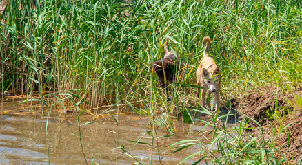 A hunting dog is looking for prey near the river bank. The kurtshaar dog breed is a good game hunter. Dogs crawl among the reeds near the river bank, sniffing out game.