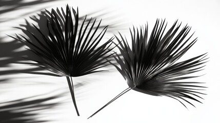 two black palm leaves casting shadows on a white surface