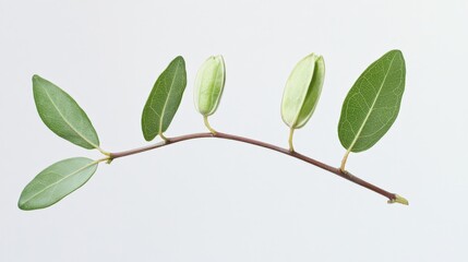 Fototapeta premium a close-up of a branch with green leaves and buds against a white background