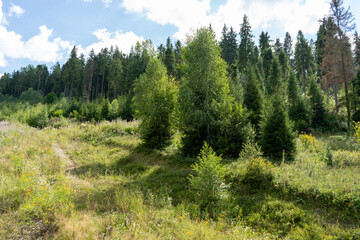 Green forest in the mountains Pine and deciduous trees Mixed forest in summer. Nature