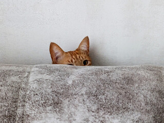 Red cat hiding behind the back of the sofa, light background