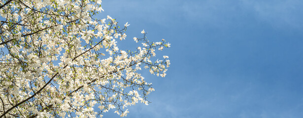 Branches of a blossoming tree with white magnolia flowers against a bright blue sky. Spring atmosphere, freshness and nature.