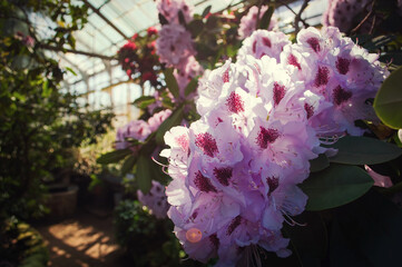 Branch with pink rhododendron flowers in the sun close-up. Blooming rhododendron in a botanical garden.
