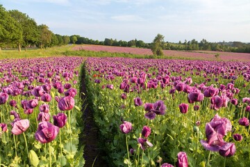 Obraz premium Flowering opium poppy field, papaver somniferum