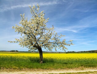 Fototapeta premium flowering cherry tree, prunus cerasus