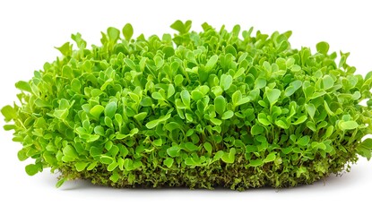 Obraz premium Fresh and Vibrant Green Microgreens on Soil Base Ideal for Healthy Living, Cooking, and Nutritional Enhancements in Culinary Dishes and Salad Preparation