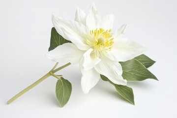 Fototapeta premium close up of a white flower with yellow center